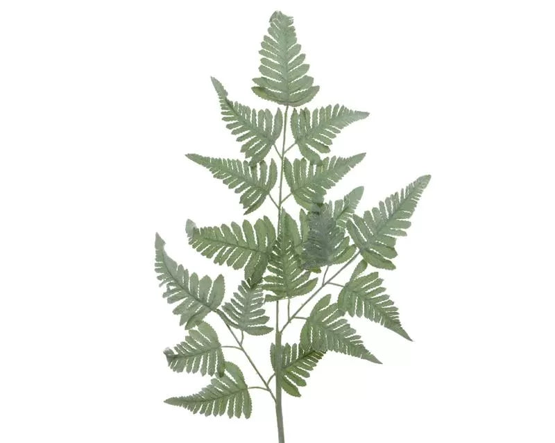ΦΤΕΡΗ 38x116cm