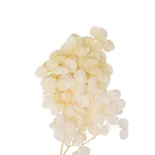 ΜΙΝI HYDRANGEA ΕΚΡΟΥ 7 cm x 8 cm από την εταιρεία Beauty Home