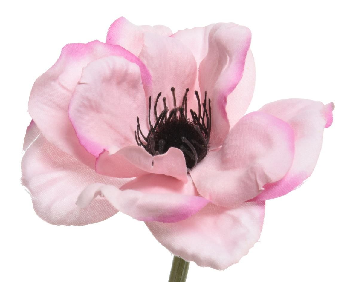 ΑΝΑΕΜΩΝΗ 57 CM από την εταιρεία Beauty Home