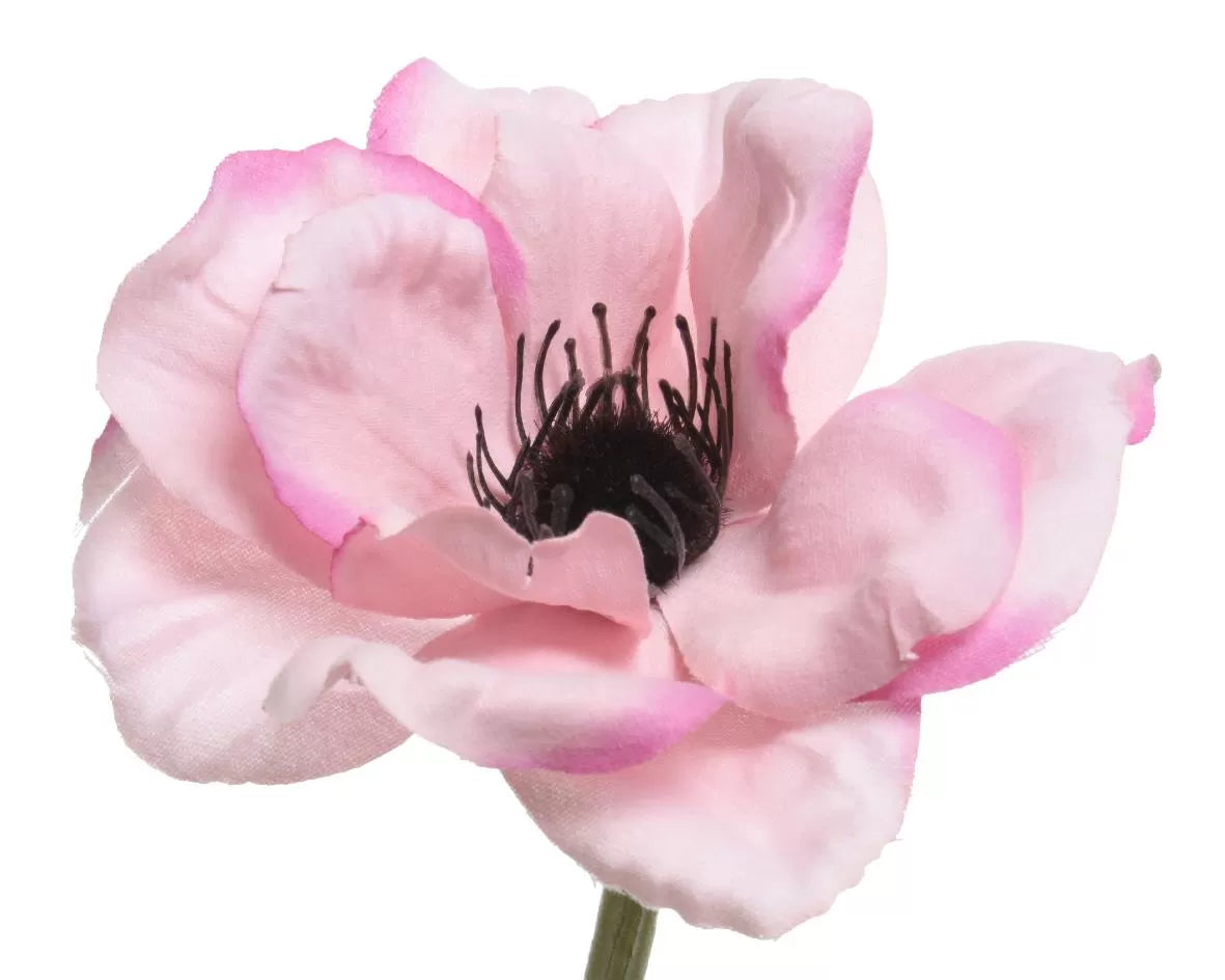 ΑΝΑΕΜΩΝΗ 57 CM από την εταιρεία Beauty Home