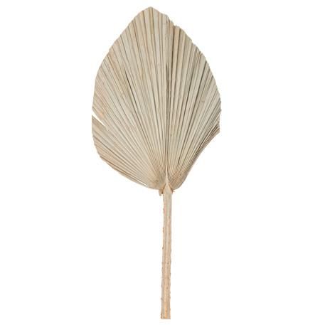 ΦΥΛΛΑ ΠΑΛΜΑ 60 x 30 cm από την εταιρεία Beauty Home