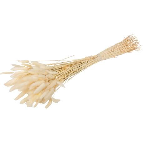 ΓΑΤΑΚΙΑ LAGURUS ΕΚΡΟΥ 75CM 50ΤΜΧ από την εταιρεία Beauty Home