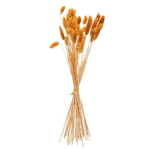 ΜΠΟΥΚΕΤΟ Phalaris ΜΟΥΣΤΑΡΔΙ 60cm – 50 ΤΜΧ από την εταιρεία Beauty Home