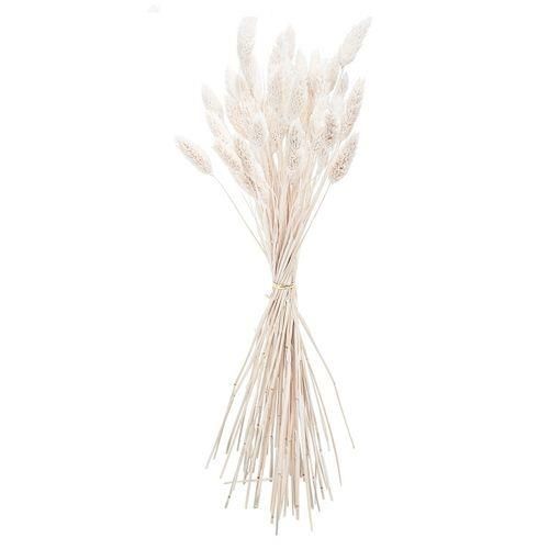 ΜΠΟΥΚΕΤΟ Phalaris ΦΥΣΙΚΗ 60cm – 50 ΤΜΧ από την εταιρεία Beauty Home