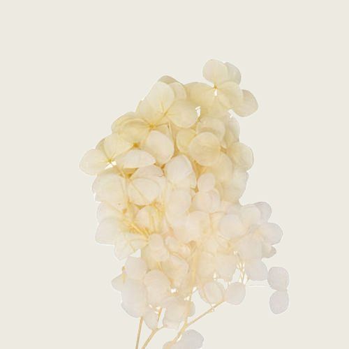 ΜΙΝI HYDRANGEA ΕΚΡΟΥ 7 cm x 8 cm από την εταιρεία Beauty Home