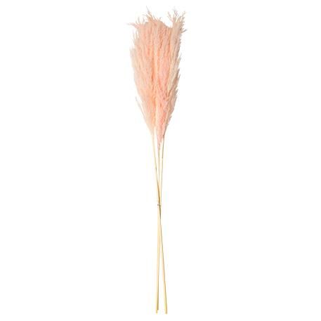 PAMPAS ΡΟΖ 80 CM 3 ΤΜΧ Default Title από την εταιρεία Beauty Home