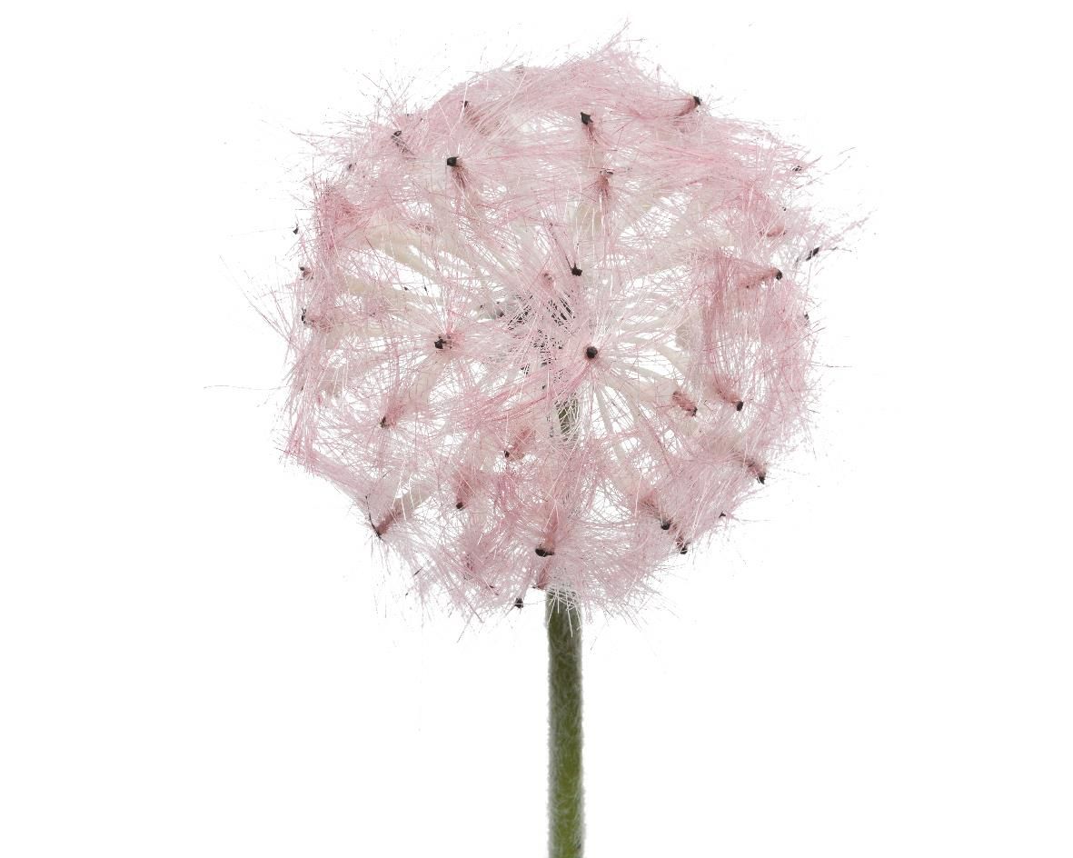 ΛΟΥΛΟΥΔΙ 50 CM από την εταιρεία Beauty Home
