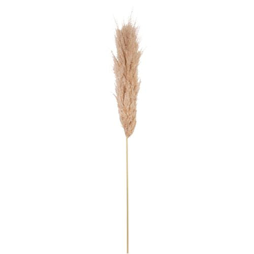 Αποξηραμένο κλαδί Pampas Εκρού 1,15 – 1,20μ Default Title από την εταιρεία Beauty Home