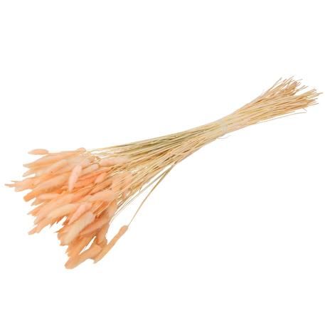 ΓΑΤΑΚΙΑ LAGURUS ΡΟΖ 75CM 50ΤΜΧ από την εταιρεία Beauty Home