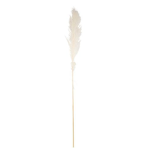Αποξηραμένο κλαδί Pampas Εκρού 1,25 – 1,35 m Default Title από την εταιρεία Beauty Home