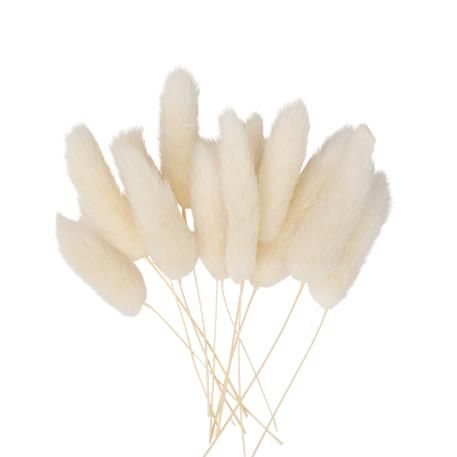 ΓΑΤΑΚΙΑ LAGURUS 12 TMX 8 cm