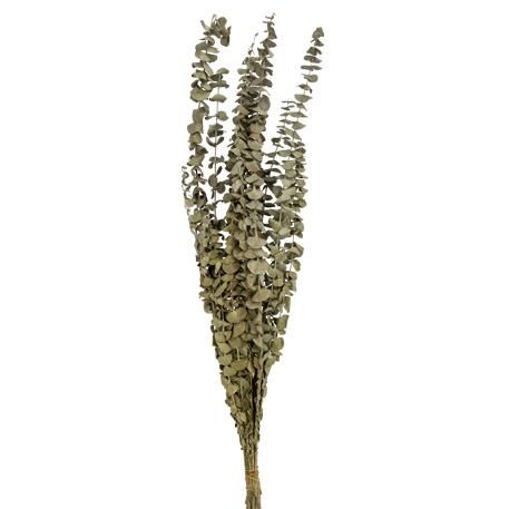 ΕΥΚΑΛΥΠΤΟΣ PRESERVED 70 cm