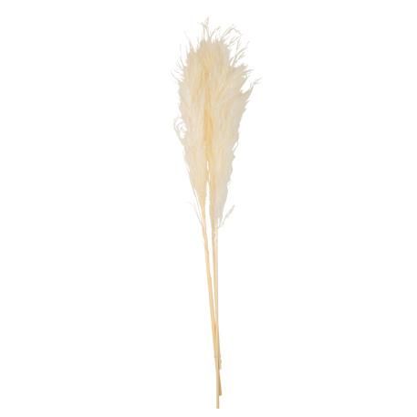 PAMPAS ΕΚΡΟΥ 80 CM 3 ΤΜΧ